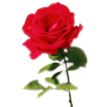 Классическая роза: символ хорошего отношения.<br><br>Срок действия: 4 дня.