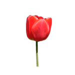 Тюльпан: символ хорошего отношения.<br><br>Срок действия: 3 дня.