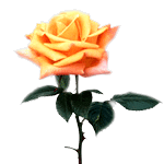 Чайная роза: символ хорошего отношения.<br><br>Срок действия: 5 дней.