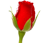 Свежая роза: символ хорошего отношения.<br><br>Срок действия: 5 дней.